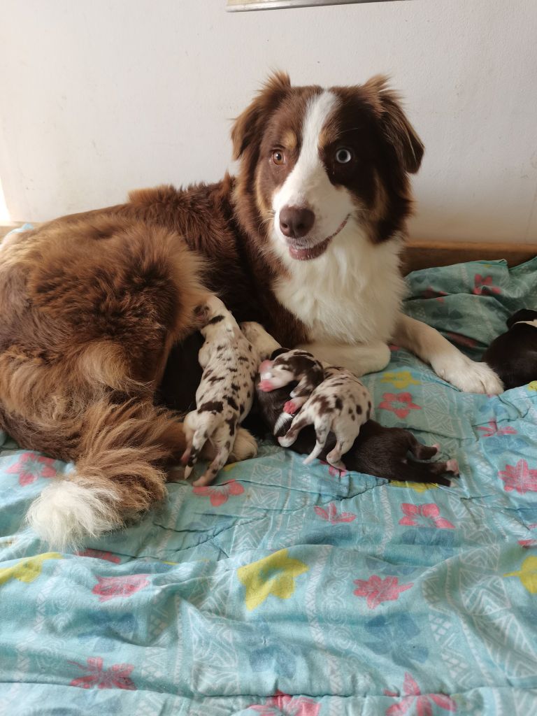 chiot Berger Australien La Légende De Laos