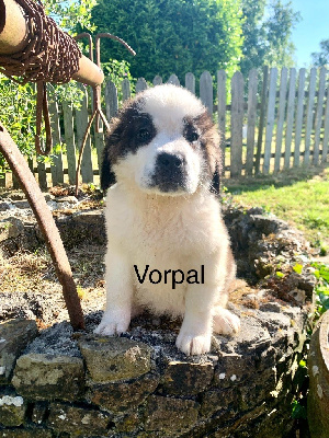 Vorpal