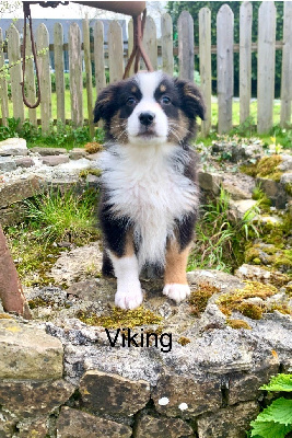 viking