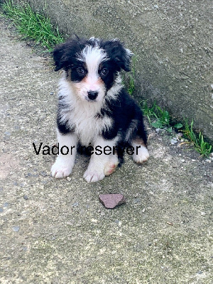 Vador 