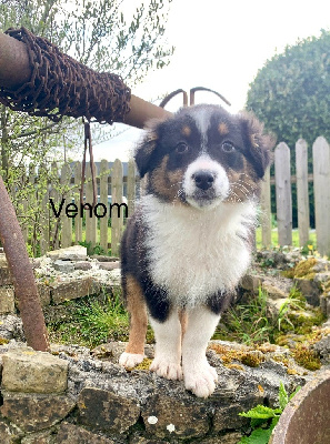 Vénom