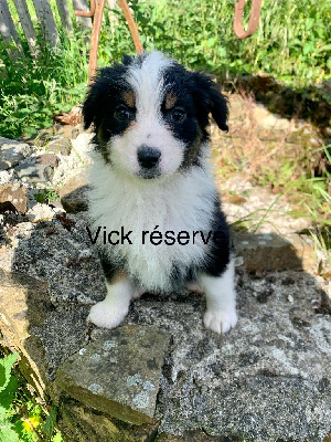 Vick