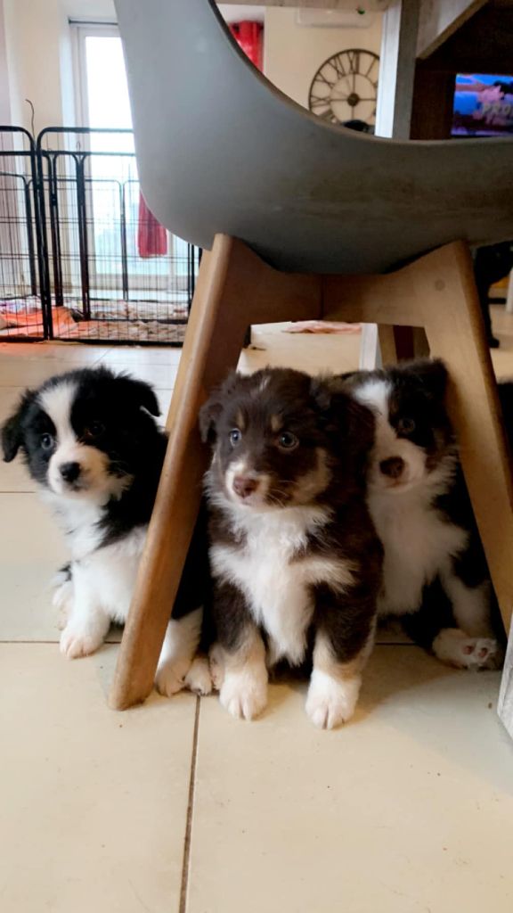 chiot Berger Australien La Légende De Laos