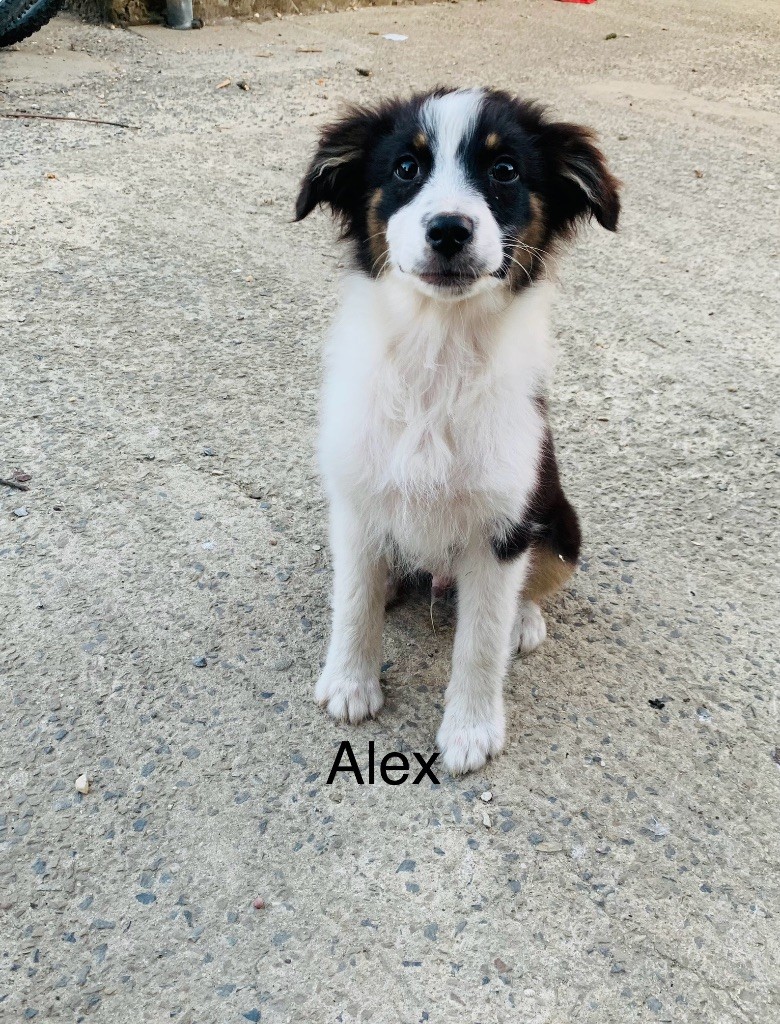 La Légende De Laos - Chiots disponibles - Berger Australien