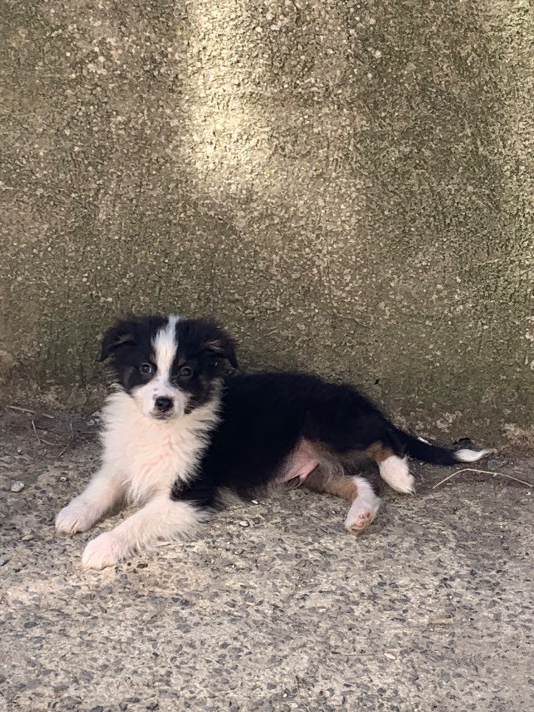 Chiot Berger Australien La Légende De Laos