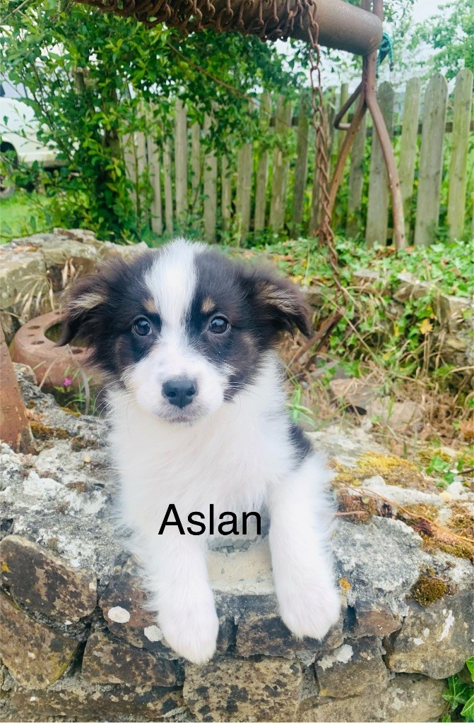 La Légende De Laos - Chiots disponibles - Berger Australien