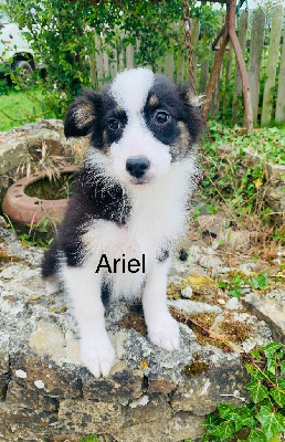 Ariel