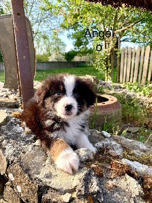 angelo
