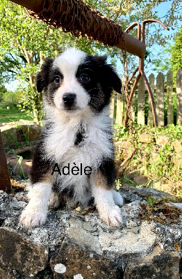 Adèle 