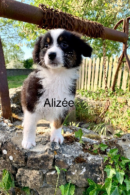Alizée 