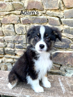 Adam's