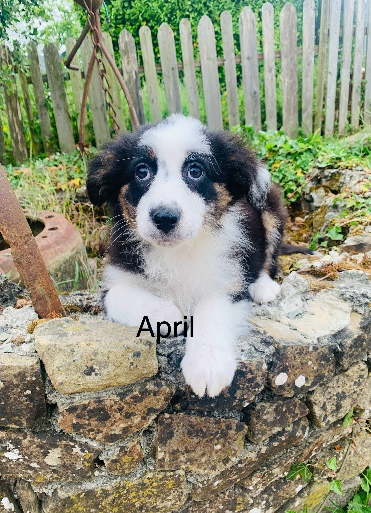 La Légende De Laos - Chiots disponibles - Berger Australien
