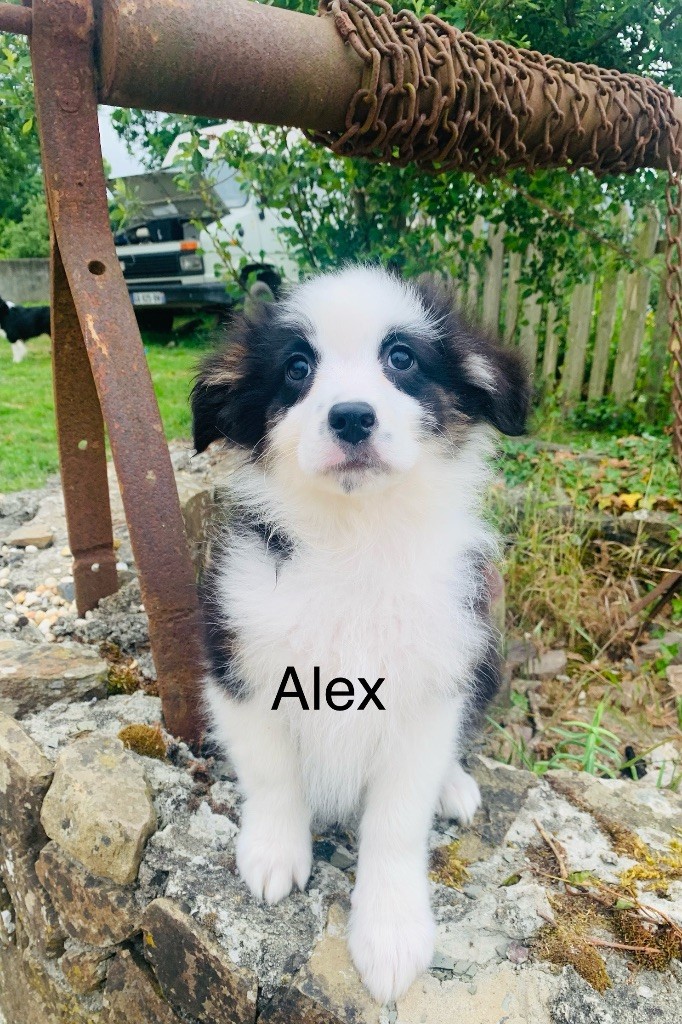 La Légende De Laos - Chiots disponibles - Berger Australien